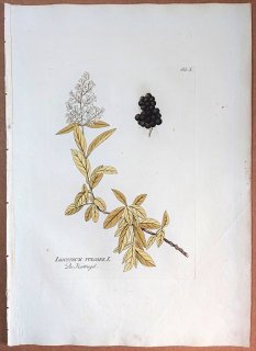 1788年 Plenck Icones Plantarum Medicinalium Tab.10 モクセイ科 ハシドイ属 ライラック LIGUSTRUM VULGARE ムラサキハシドイ