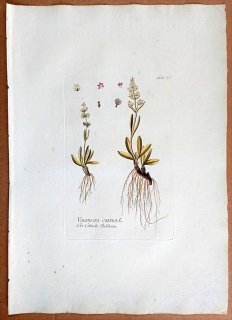 1788年 Plenck Icones Plantarum Medicinalium Tab.29 スイカズラ科 カノコソウ属 VALERIANA CELTICA