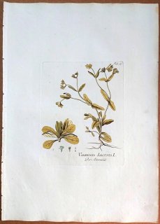 1788年 Plenck Icones Plantarum Medicinalium Tab.30 スイカズラ科 ノヂシャ属 ノヂシャ VALERIANA LOCUSTA