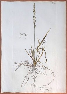 1788年 Plenck Icones Plantarum Medicinalium Tab.49 イネ科 エゾムギ属 シバムギ TRITICUM REPENS