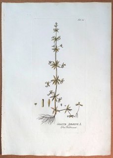 1788年 Plenck Icones Plantarum Medicinalium Tab.56 アカネ科 ヤエムグラ属 シラホシムグラ GALIUM APARINE