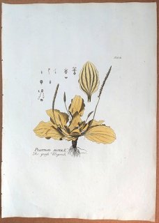 1788年 Plenck Icones Plantarum Medicinalium Tab.58 オオバコ科 オオバコ属 セイヨウオオバコ PLANTAGO MAJOR