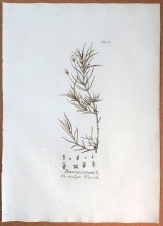 1788年 Plenck Icones Plantarum Medicinalium Tab.61 オオバコ科 オオバコ属 PLANTAGO CYNOPS