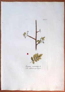1788年 Plenck Icones Plantarum Medicinalium Tab.65 カンラン科 ブルセラ属 FAGARA OCTANDRA