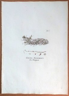 1788ǯ Plenck Icones Plantarum Medicinalium Tab.71 ҥ륬 ͥʥ° ĥ᥯ CUSCUTA EPITHYMUM