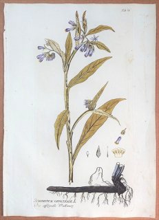 1788年 Plenck Icones Plantarum Medicinalium Tab.76 ムラサキ科 ヒレハリソウ属 ヒレハリソウ SYMPHYTUM OFFICINALE