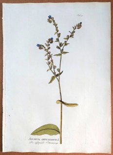1788年 Plenck Icones Plantarum Medicinalium Tab.79 ムラサキ科 ウシノシタグサ属 アルカネット ANCHUSA OFFICINARUM