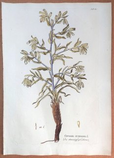 1788年 Plenck Icones Plantarum Medicinalium Tab.81 ムラサキ科 オノスマ属 ONOSMA ECHIOIDES