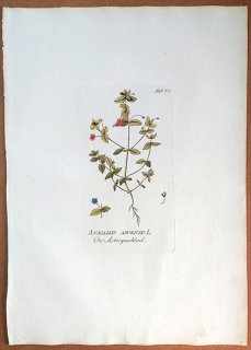1788年 Plenck Icones Plantarum Medicinalium Tab.82 サクラソウ科 ルリハコベ属 アカバナルリハコベ ANAGALLIS ARVENSIS