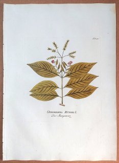 1788年 Plenck Icones Plantarum Medicinalium Tab.90 アカネ科 サツマイナモリ属 OPHIORRHIRA MUNGOS