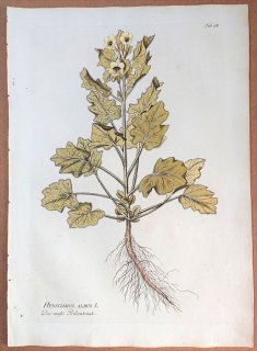 1788年 Plenck Icones Plantarum Medicinalium Tab.98 ナス科 ヒヨス属 HYOSCIAMUS ALBUS
