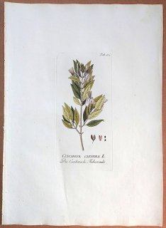1789年 Plenck Icones Plantarum Medicinalium Tab.132 アカネ科 エクソステマ属 CINCHONA CARIBAEA