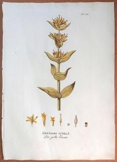 1789ǯ Plenck Icones Plantarum Medicinalium Tab.156 ɥ ɥ° GENTIANA LUTEA 