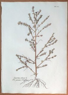 1789ǯ Plenck Icones Plantarum Medicinalium Tab.162 ҥ ҥ° SALSOLA KALI