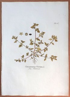 1789年 Plenck Icones Plantarum Medicinalium Tab.167 ヒユ科 アカザ属 CHENOPODIUM VULVARIA