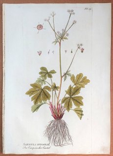 1789年 Plenck Icones Plantarum Medicinalium Tab.174 セリ科 ウマノミツバ属 SANICULA EUROPAEA