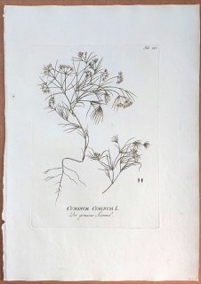 1789年 Plenck Icones Plantarum Medicinalium Tab.192 セリ科 クミン属 クミン CUMINUM CYMINUM