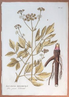 1789年 Plenck Icones Plantarum Medicinalium Tab.196 セリ科 レウィスチクム属 ラベージ LIGUSTICUM LEVISTICUM