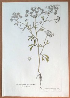 1790年 Plenck Icones Plantarum Medicinalium Tab.223 セリ科 ミツバグサ属 アニス PIMPINELLA ANISUM
