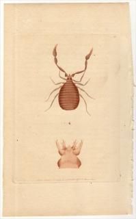 1791ǯ Shaw & Nodder Naturalist's Miscellany No.85 ˥ॷ ե° CANCROID PHALANGIUM