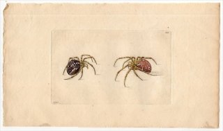 1798年 Shaw & Nodder Naturalist's Miscellany No.308 コガネグモ科 オニグモ属 ARANEA DIADEMA