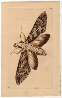 1802ǯ Shaw & Nodder Naturalist's Miscellany No.566 ᥬ ° SPHINX ANNONAE