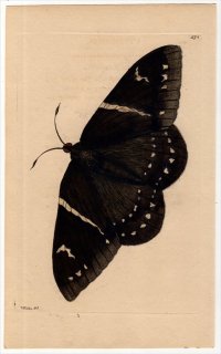 1802年 Shaw & Nodder Naturalist's Miscellany No.574 カストニアガ科 エウパラミデス属 PAPILIO CYPARISSIAS
