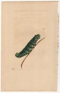 1802ǯ Shaw & Nodder Naturalist's Miscellany No.578 ᥬ LARVA AUSTRALASIAE 