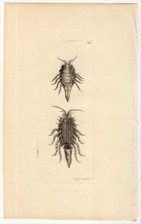 1804年 Shaw & Nodder Naturalist's Miscellany No.628 トガリヘラムシ科 サヅリア属 ONISCUS ENTOMON