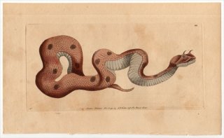1792年 Shaw & Nodder Naturalist's Miscellany No.122 クサリヘビ科 ツノクサリヘビ属 ツノクサリヘビ COLUBER CERASTES