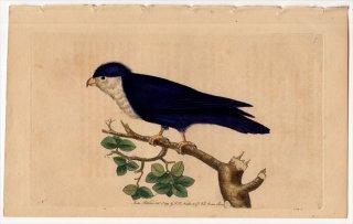 1789年 Shaw & Nodder Naturalist's Miscellany No.7 インコ科 ムスメインコ属 ノドジロルリインコ PSITTACUS PORPHYRIO