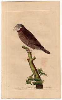 1791ǯ Shaw & Nodder Naturalist's Miscellany No.56 ǥ祦 å祦° å祦 LOXIA JUGULARIS