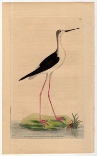 1794年 Shaw & Nodder Naturalist's Miscellany No.195 セイタカシギ科 セイタカシギ属 セイタカシギ CHARADRIUS HIMANTOPUS