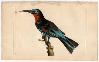 1797年 Shaw & Nodder Naturalist's Miscellany No.337 ハチクイ科 ハチクイ属 クロハチクイ MEROPS GULARIS