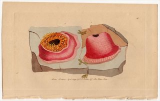 1790年 Shaw & Nodder Naturalist's Miscellany No.26 ウメボシイソギンチャク科 ウメボシイソギンチャク属 ウメボシイソギンチャク