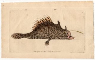 1794ǯ Shaw & Nodder Naturalist's Miscellany No.175 륢󥳥 륢󥳥° 륢󥳥 LOPHIUS STRIATUS