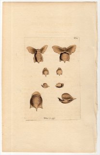 1804ǯ Shaw & Nodder Naturalist's Miscellany No.664 ᥬ ᥬ° ᥬ HYALE TRIDENTATA