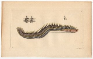 1797年 Shaw & Nodder Naturalist's Miscellany No.339 フサゴカイ科 テレベッラ属 TEREBELLA ROSTRATA