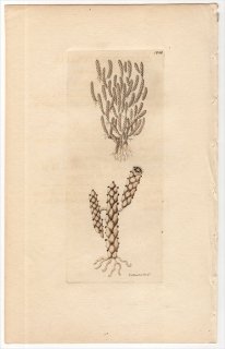 1812年 Shaw & Nodder Naturalist's Miscellany No.1048 ウミシバ科 フシバナレウミシバ属 SERTULARIA CEREOIDES