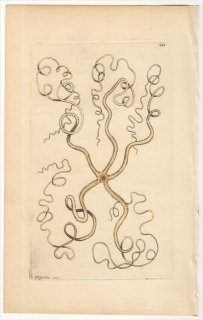 1804年 Shaw & Nodder Naturalist's Miscellany No.620  ユウレイモヅル科 ヒトデモドキ属 ASTERIAS OLIGACTES