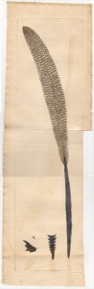1792年 Shaw & Nodder Naturalist's Miscellany No.124 ツルウミサボテン科 アントプチルム属 PENNATULA ARGENTEA