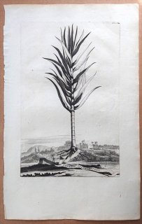 1696年 Munting 植物の詳説 ヤシ科 クロツグ属 サトウヤシ ARVNDO SACCHARIFERA