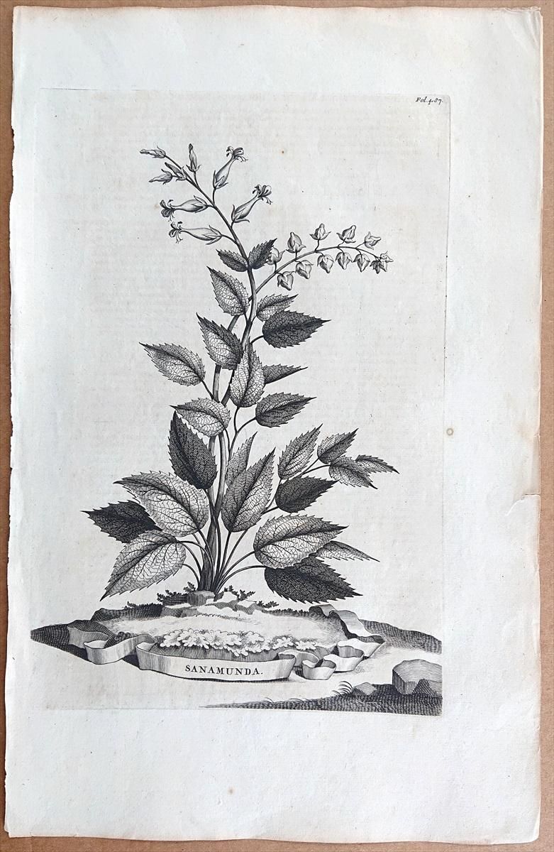 1696年 Munting 植物の詳説 ジンチョウゲ科 ティメラエア属 Sanamunda アンティークプリント ボタニカルアート 博物画の通販サイト Spirito Di Artigiano