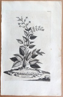 1696年 Munting 植物の詳説 ジンチョウゲ科 ティメラエア属 SANAMUNDA