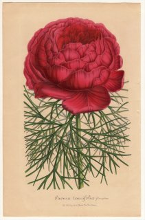 1850年 Van Houtte ヨーロッパの植物 ボタン科 ボタン属 ホソバシャクヤク Paeonia tenuifolia