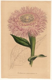 1847年 Van Houtte ヨーロッパの植物 キク科 プレクトケファルス属 Centaurea americana