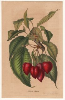 1850年 Van Houtte ヨーロッパの植物 バラ科 サクラ属 Cerise Toupie サクランボ