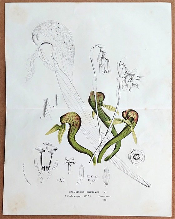 Darlingtonia ダーリングトニア 食虫植物