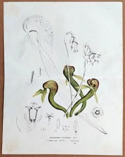 ♡130種♡ フランス アンティーク 植物標本 ボタニカル