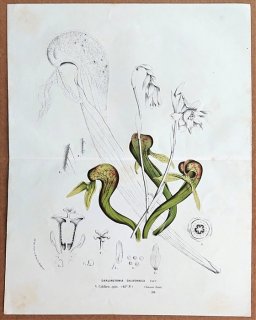 1861年 Van Houtte ヨーロッパの植物 サラセニア科 ダーリングトニア属 Darlingtonia Californica 食虫植物